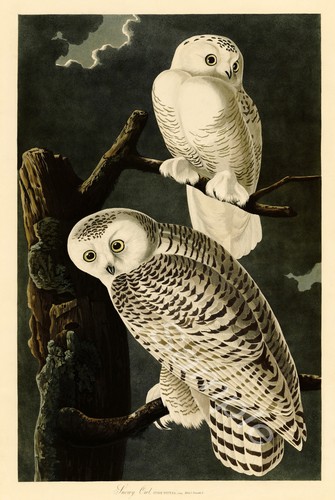 1827 snowy owl john - snowy,