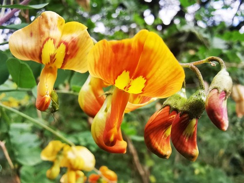 Colutea orientalis