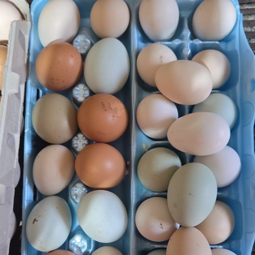 Various breeds fertile - breeds, of