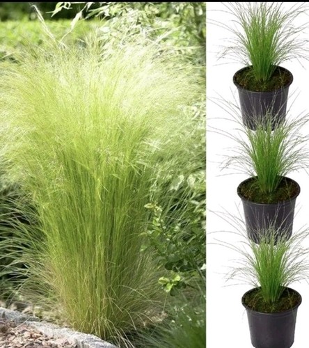 Stipa tenuissima - 3, x