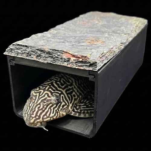 L333 king tiger pleco - king,