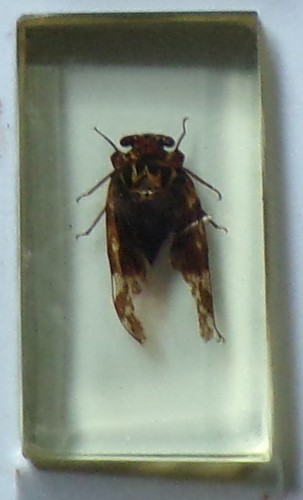 Preserved real insect resin - real,