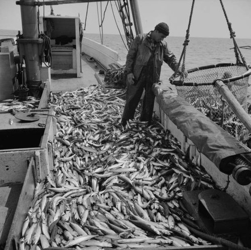 Freshly caught mackerel