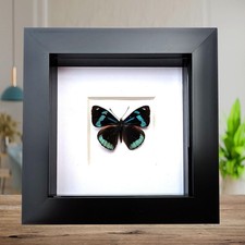 Framed perisama lebasii