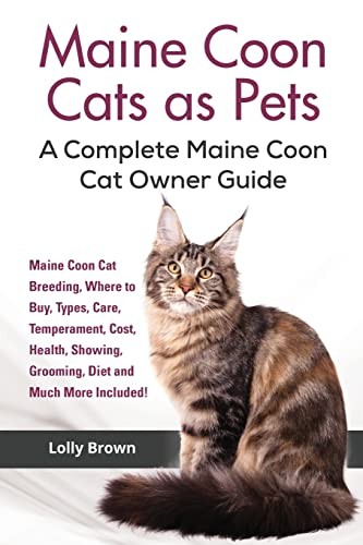 Maine coon cats pets - cats, as