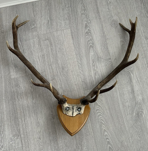 Deer antlers - , (11