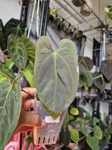 Anthurium worldwide x - anthurium,