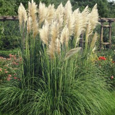 CORTADERIA - PAMPASS GRASS - WHITE FEATHER - 0.05 GRAM ~ APPROX 250 SEEDS