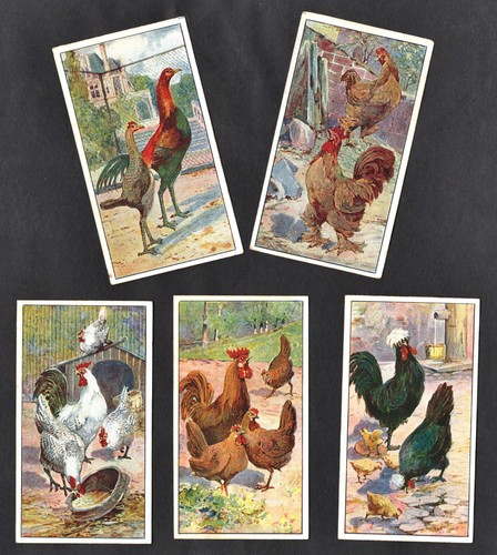 Chicken breeds rare 1904 - breeds,
