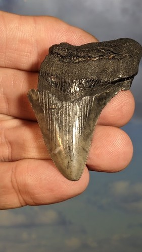 Megalodon shark fossil - megalodon, tooth