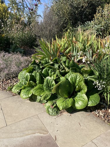 Bergenia ciliata dumbo - bergenia,
