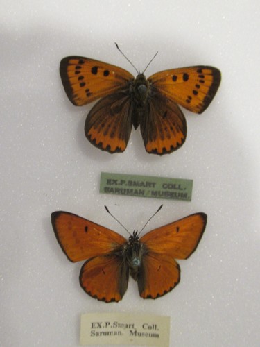 Pair extinct british - extinct,
