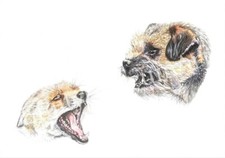 Hunting romany gypsy terrier - hunting,
