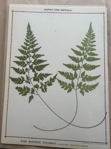 Heath fern portfolio - heath’s,