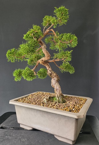 Beautiful 37cm itoigawa - beautiful,