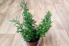 Rosemary plants in 9cm pot  -