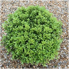 [x2] Pittosporum Tenuifolium Beach Ball | Multi-Pack | Evergreen Shrubs