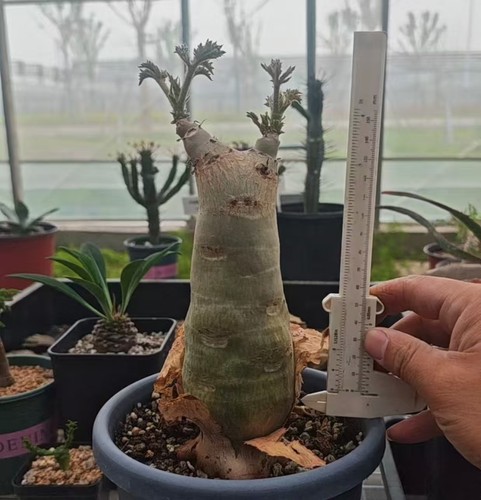 Cyphostemma uter var.macropus