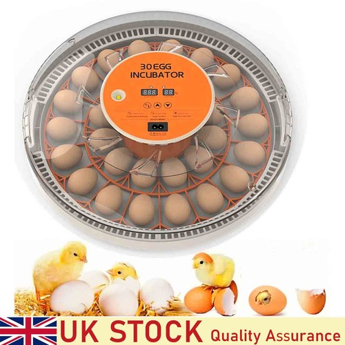 Eggs incubator egg - 30, candler
