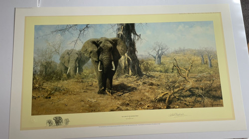 Land the baobab trees - of, david