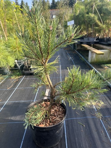 Scots pine louisiana lake - scots, |