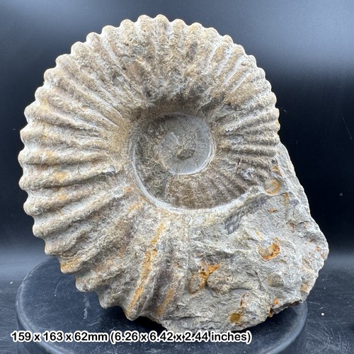 Fossilised giant ammonite