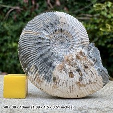 Fossil Ammonite Kosmoceras