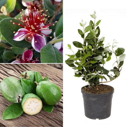 Pineapple guava feijoa tree - pineapple,