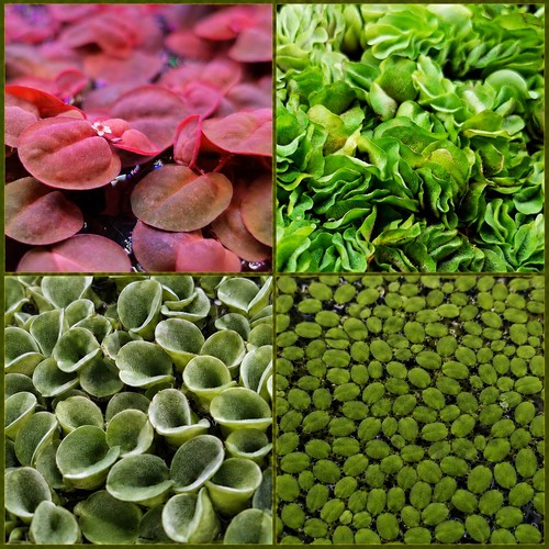 Mix floating plants portion - mix,