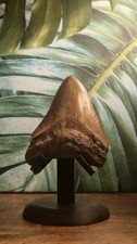 Real Megalodon Tooth Fossil