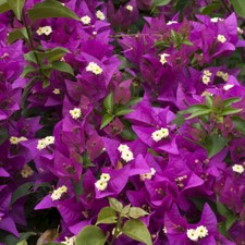 Climbing Plant, Bougainvillea