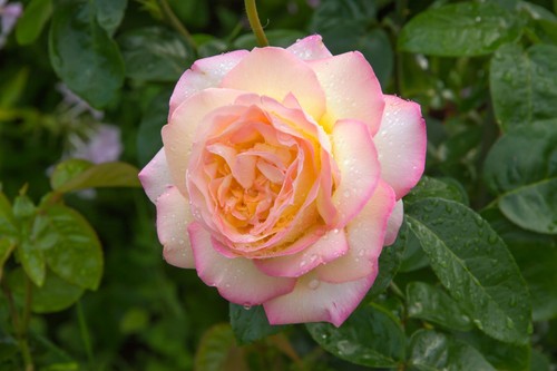 Peace hybrid tea rose bush - rose,