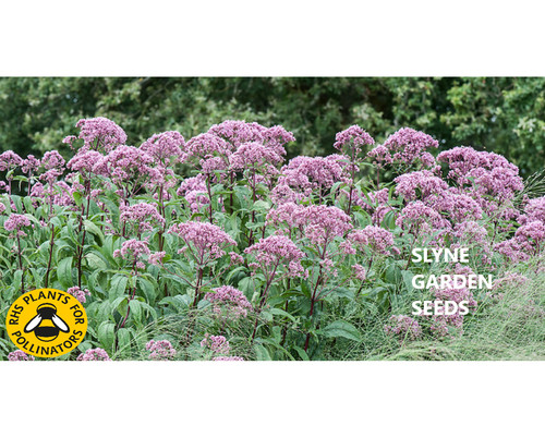 Packs eutrochium maculatum - packs,