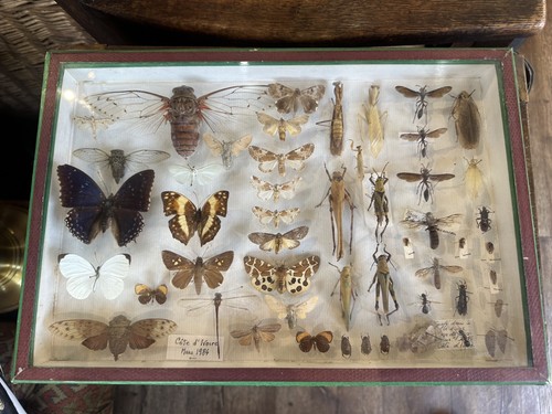 Entomology collection - collection,