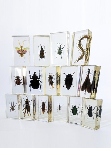 Iinsects lucite resin a - iinsects,
