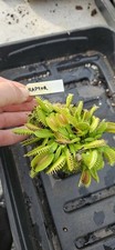 Dionaea Muscipula Venus Fly Trap Raptor