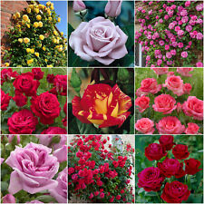 14 Rose Plants/Shrubs/Bushes