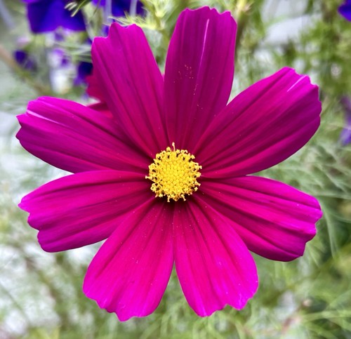 Cosmos seeds mixed colours - seeds,