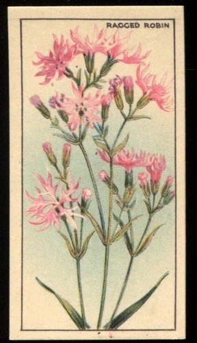 Tobacco card cws - card,, cws,
