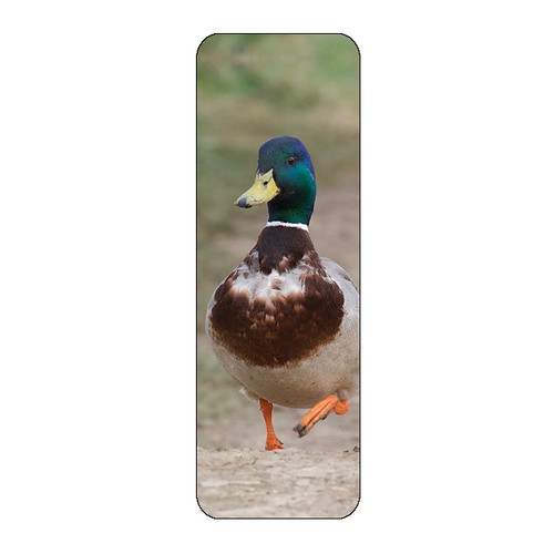 Mallard duck bird - bird, novelty