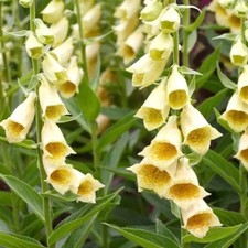 Yellow Foxglove' Patricia'