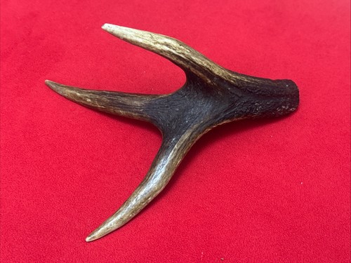 One piece deer antler - of,