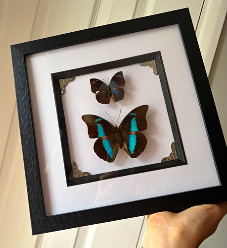 Framed mounted butterfly - framed,