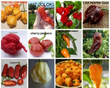 120 CHILI PEPPER Seeds in 12