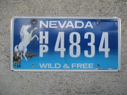 Nevada wild free horse - wild,