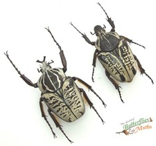 Goliathus Albosignatus