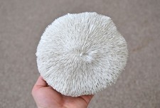 Artificial White Mushroom
