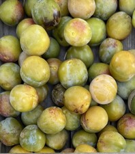 10 X  Greengage Seeds From 100  Year Old Tree, Kent, Ripe late  August, Sweet