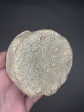 Ichthyosaur Vertebra Fossil
