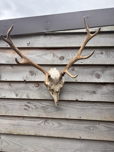 Highland red stag - highland,